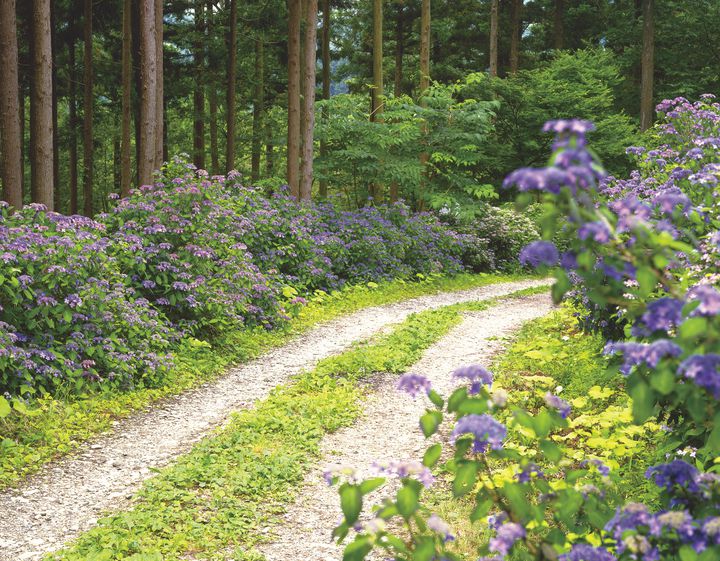 水も滴る良い 景色 岩手 みちのくあじさい園 の紫陽花の中で迷ってみたい Retrip リトリップ