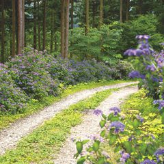 夏の1ヶ月間だけ現れるジブリの世界 岩手の みちのくあじさい園 が幻想的すぎる Retrip リトリップ