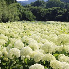 東北の7月は満開でした 7月の東北で見られる花の絶景7選 Retrip リトリップ