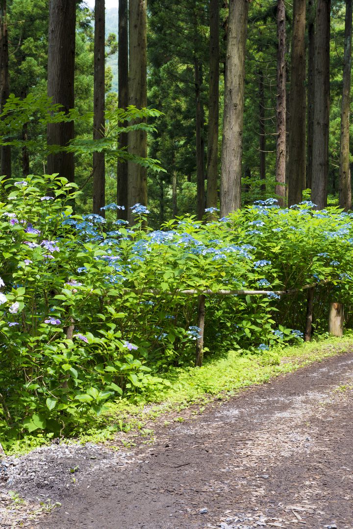 水も滴る良い 景色 岩手 みちのくあじさい園 の紫陽花の中で迷ってみたい Retrip リトリップ