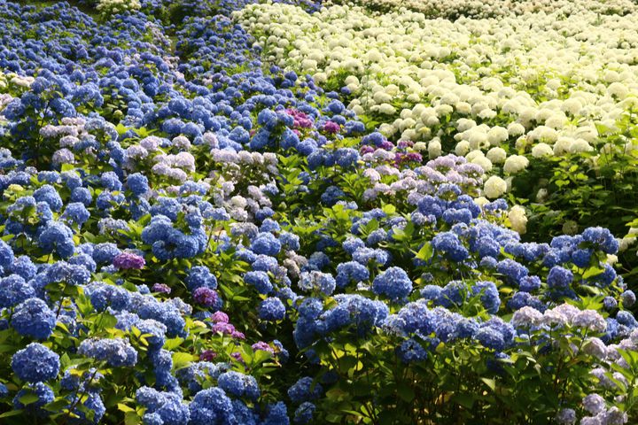 雨降るみちのくを紫陽花旅 東北の 絶景あじさいスポット 9選 Retrip リトリップ