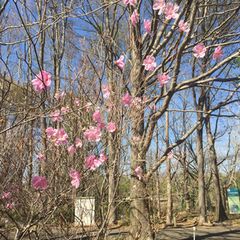 家族で休日を1日中過ごそう 茨城 つくば植物園 でしたい５つのこと Retrip リトリップ