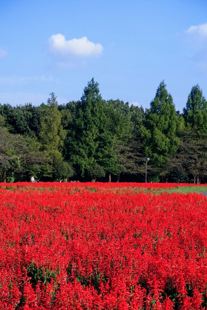 インスタ映えの秋 東京都内近郊で9月におすすめのお花畑12選 Retrip リトリップ