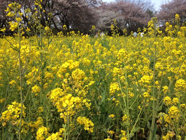 春のお花見は桜だけじゃない 週末や連休に行きたい日本国内の菜の花畑8選 Retrip リトリップ