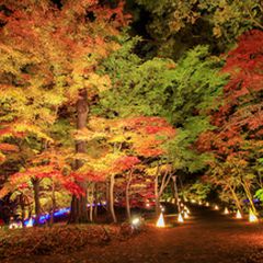 終了 広大な敷地に広がる絶景 国営武蔵丘陵森林公園で 紅葉見ナイト もみじみないと 開催 Retrip リトリップ