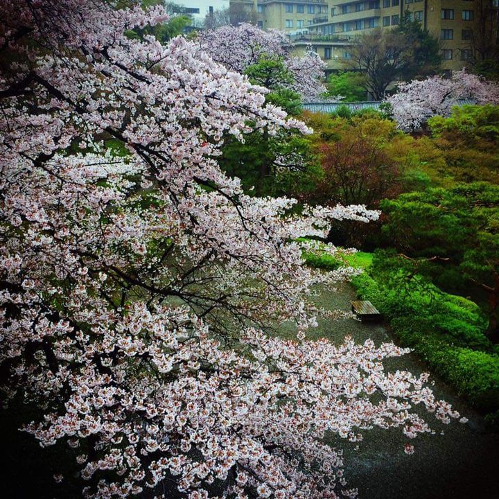 デートや女子会にも ゆったりとお花見ができる東京都内のカフェ レストラン7選 Retrip リトリップ