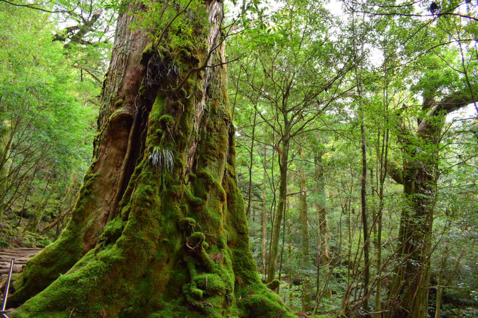 世界遺産はオフシーズンでも素晴らしい。静寂が支配する”冬の屋久島”に