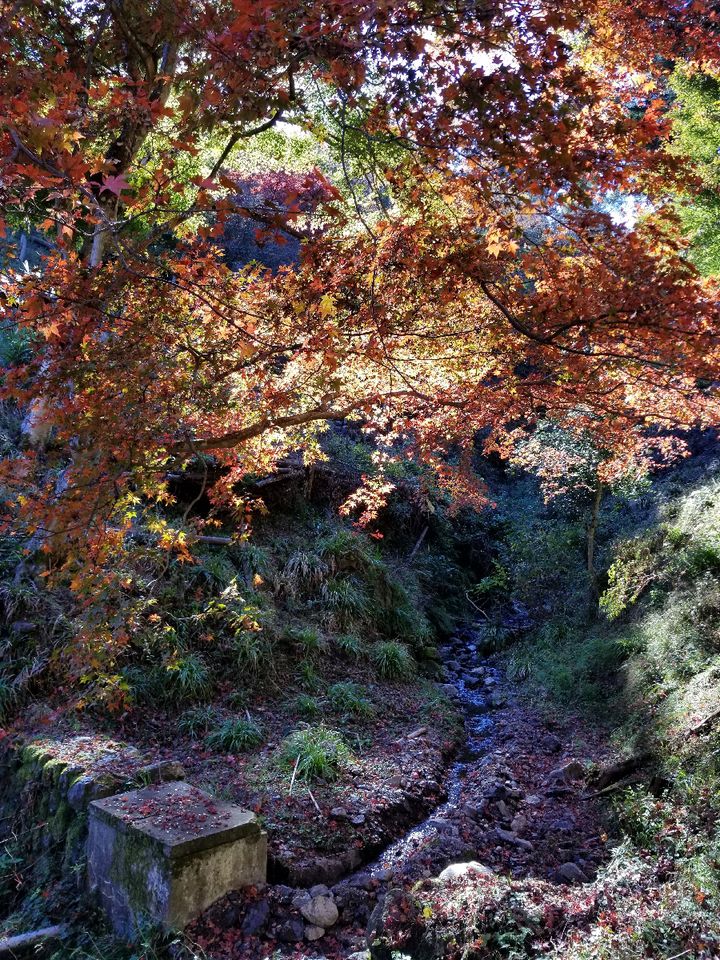 日帰りで紅葉を楽しむならここ 埼玉 のおすすめ紅葉スポットtop12 Retrip リトリップ