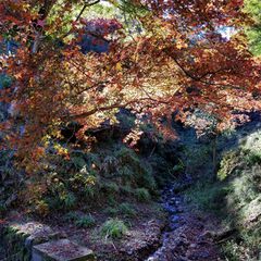 これぞ秋の絶景 埼玉の穴場紅葉スポット 鳥居観音 の紅葉が美しい Retrip リトリップ