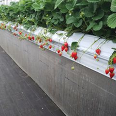 写真一覧 マンモスいちご園 Retrip リトリップ