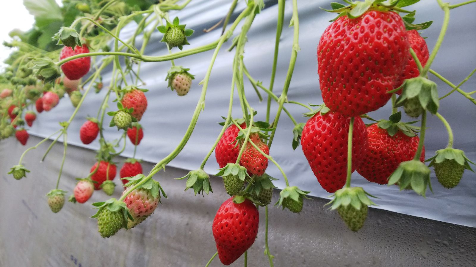 写真一覧 マンモスいちご園 Retrip リトリップ