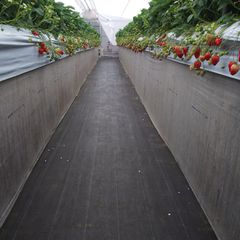 写真一覧 マンモスいちご園 Retrip リトリップ