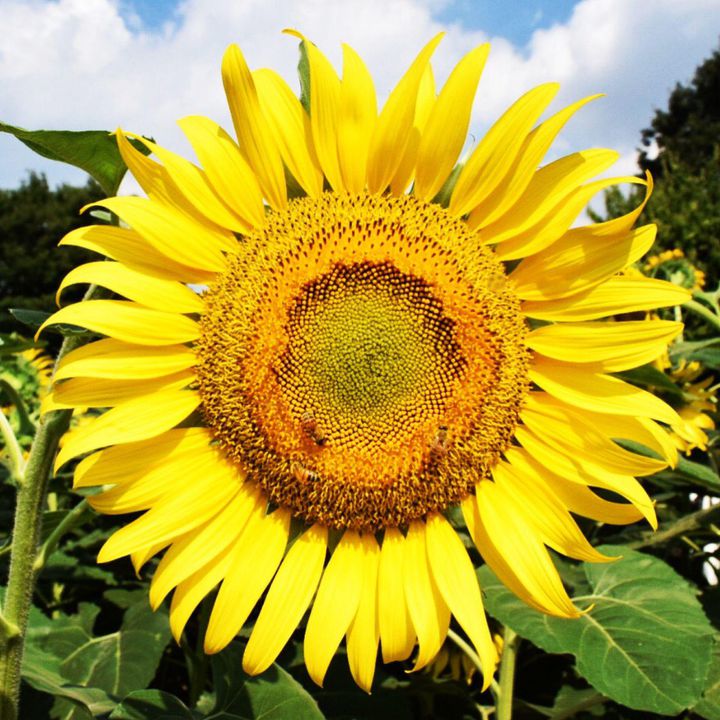 写真フォルダを黄色一色に染めちゃって！8月でも見られる関東近郊の