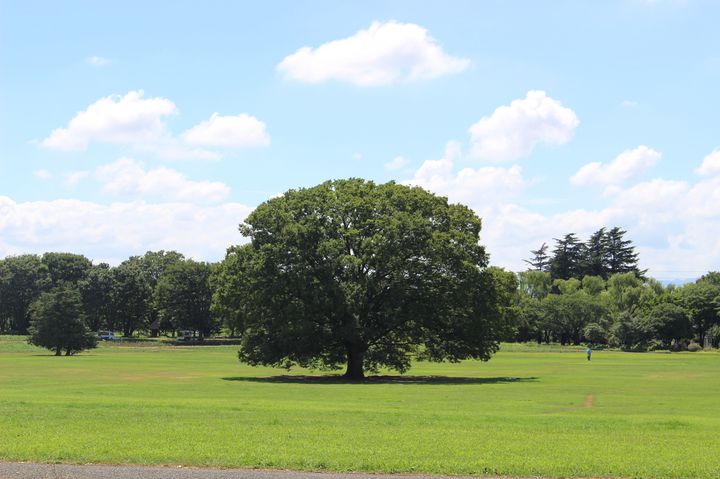 秋が一番じゃない 都内近郊でピクニックをするなら今だ 7選 Retrip リトリップ