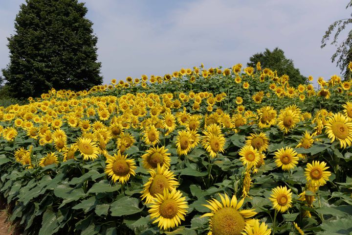 最高の夏にしたい！8月にしたいこと&東京都内・近郊のおすすめ夏スポット10選