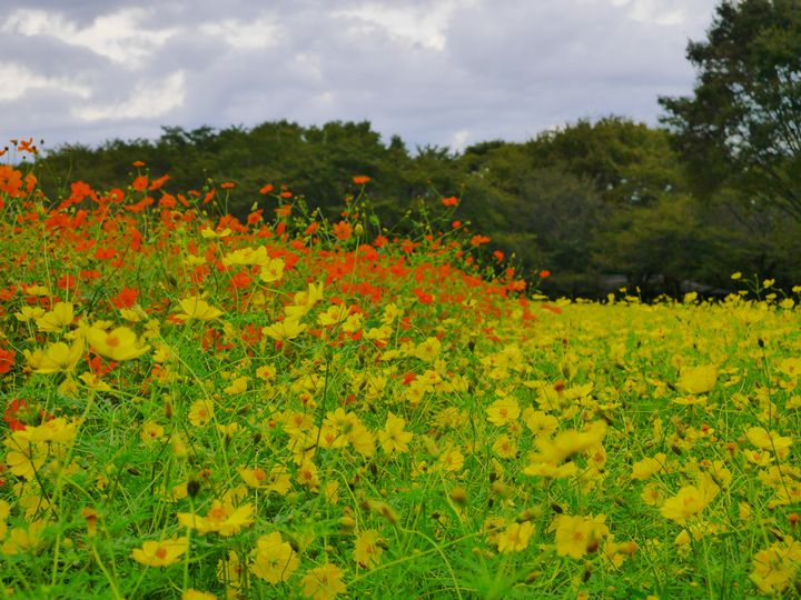 関東】秋に行きたいおすすめの花畑13選！インスタ映え間違いなしの絶景