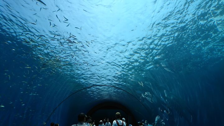 横浜 八景島シーパラダイスでしたい5つのこと 日本最大級のポイントをご紹介 Retrip リトリップ