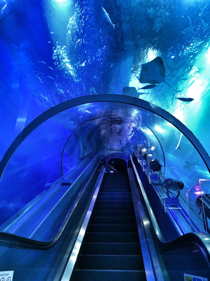 水族館に花火も 横浜八景島シーパラダイスでしたい5つのこと Retrip リトリップ