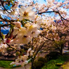 お花見ならここ ハズレなし 東海の桜名所ランキングbest10 Retrip リトリップ