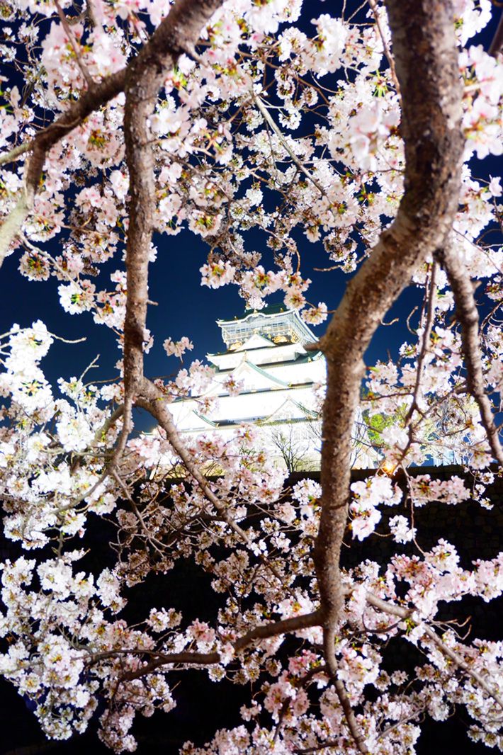 5枚目の画像 一度見たら忘れられない この春見るべき 春の絶景 日本全国7選 Retrip リトリップ