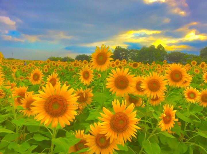 夏を存分に感じよう 夏にしか見られない日本の絶景花畑9選 Retrip リトリップ