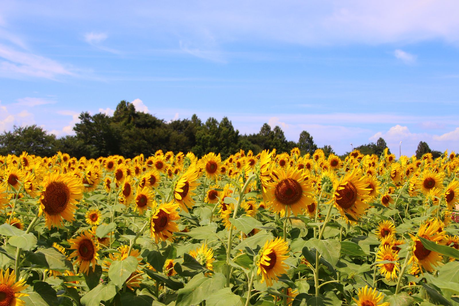 休日は家族でお出かけ 家族連れがこの夏行くべき 神奈川 のスポット7選 Retrip リトリップ