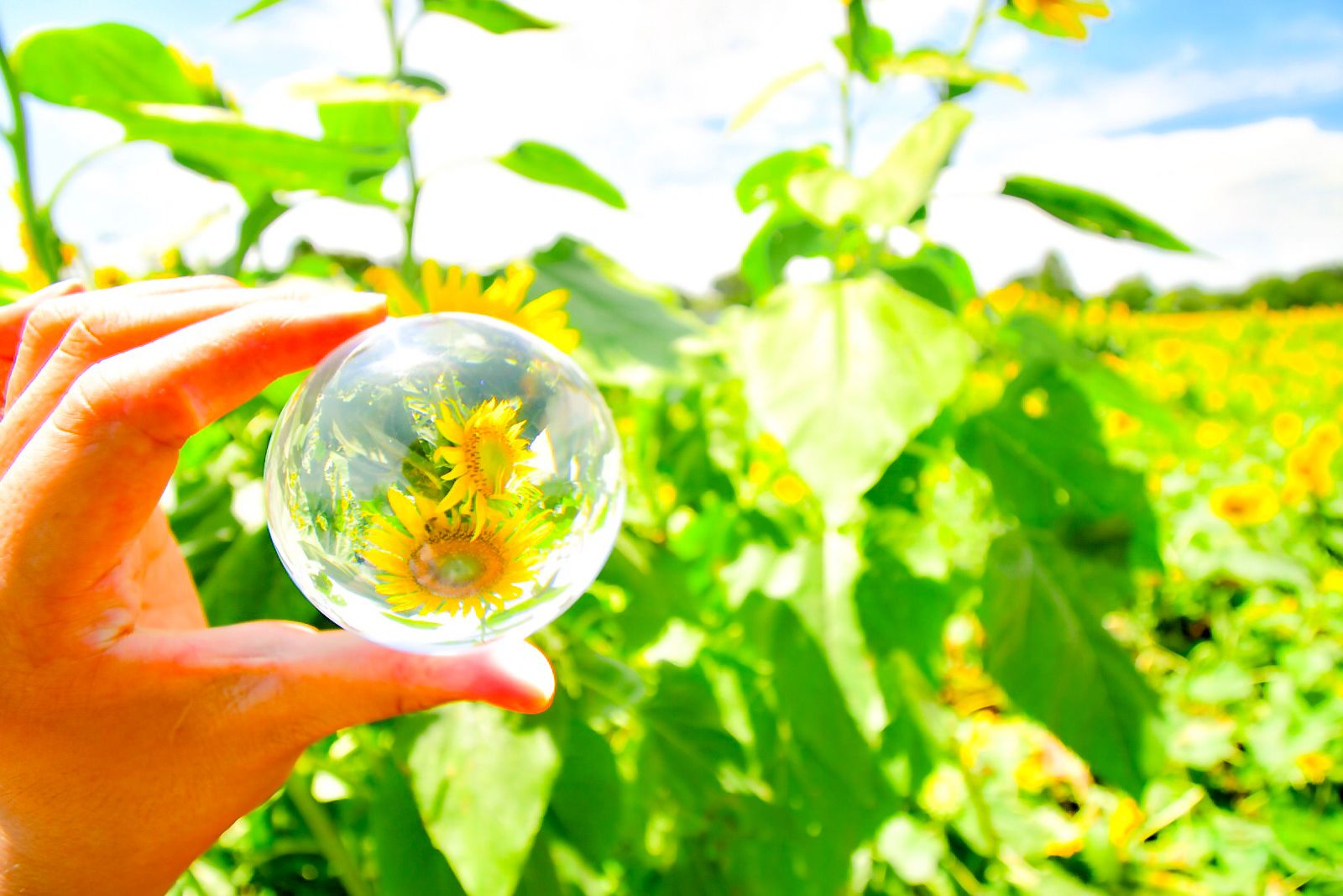 太陽の下で輝く絶景 この夏行きたい関東地方の ひまわり畑 スポットまとめ Retrip リトリップ