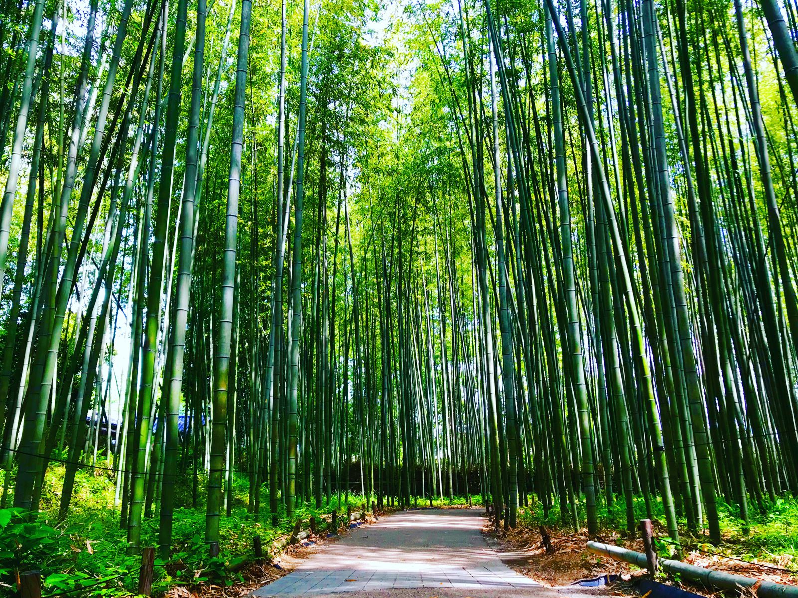 ようこそ京都嵯峨野へ！目前にそそり立つ｢竹林の道｣が凄すぎる