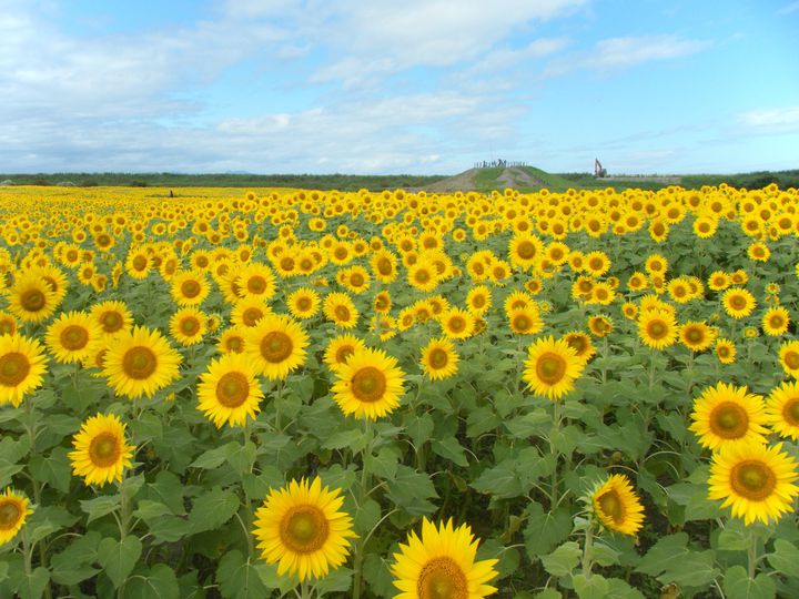 早く行かないと間に合わない 7月に見頃を迎える九州地方のお花畑8選 Retrip リトリップ 早く行かないと間に合わない 7月に見頃を迎える九州地方のお花畑8選 Retrip リトリップ