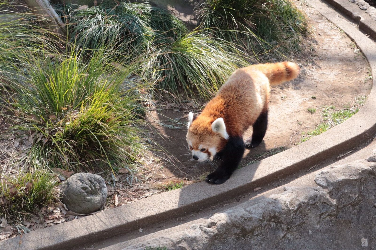 みなとみらいからのアクセス抜群 野毛山動物園 でしたい7つのこと Retrip リトリップ