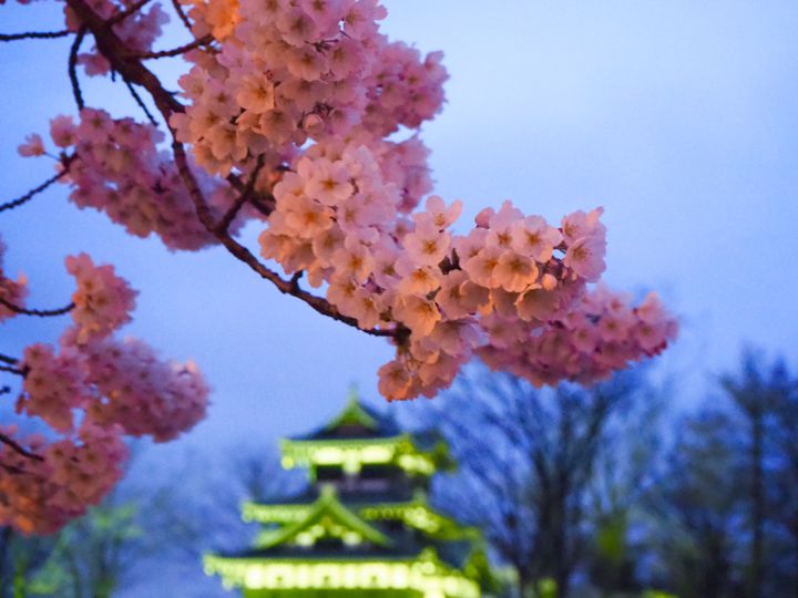 終了 その絶景に 涙する 日本三大夜桜 高田城址公園観桜会 が美しすぎると話題 Retrip リトリップ