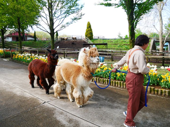 牧場も遊園地も 那須りんどう湖レイクビューでしたい５つのこと Retrip リトリップ