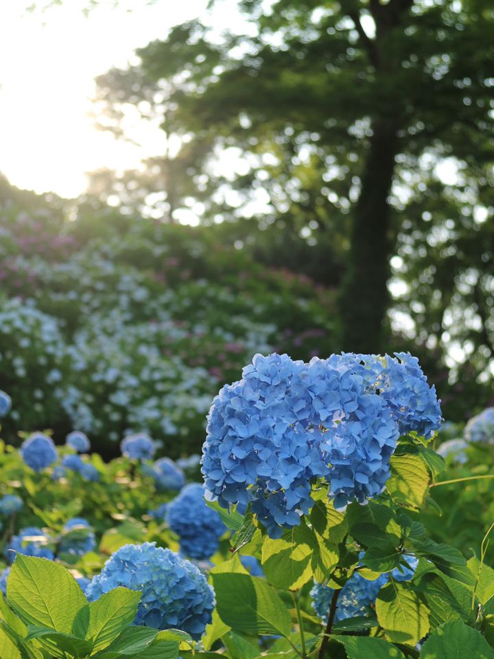 水も滴る美しい梅雨の花 6月に行きたい関東の 紫陽花スポット 12選 Retrip リトリップ