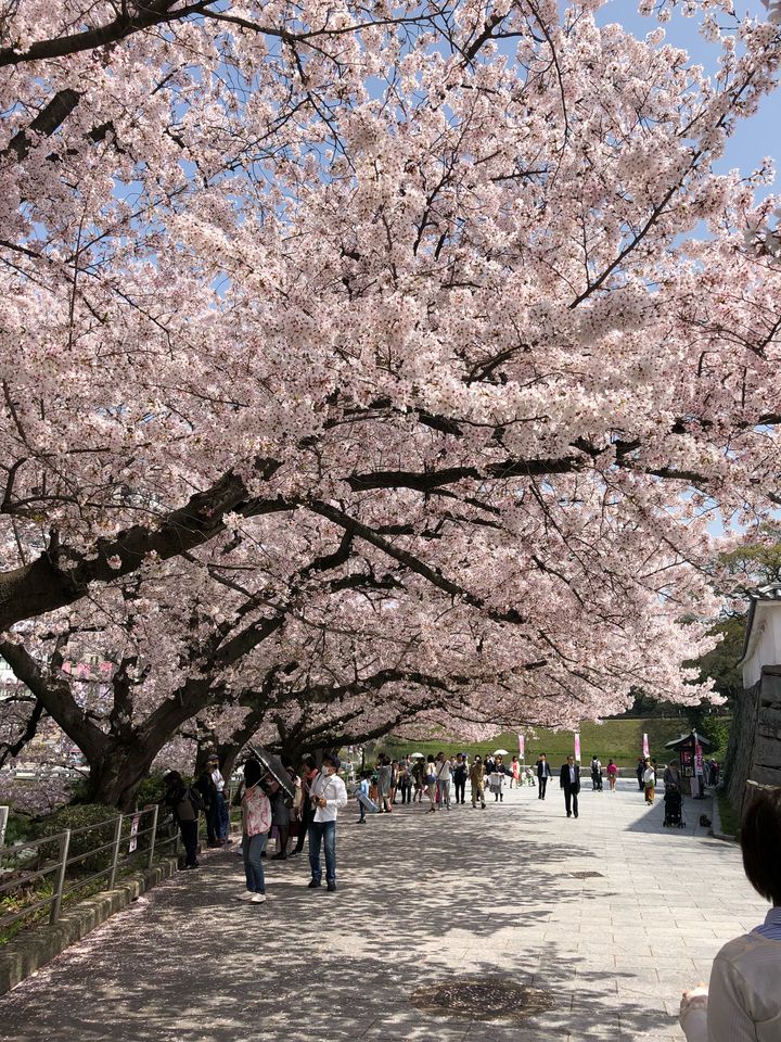 城と桜と庭園と 桜を見に 佐賀 へ行きたくなるお花見スポット10選 Retrip リトリップ