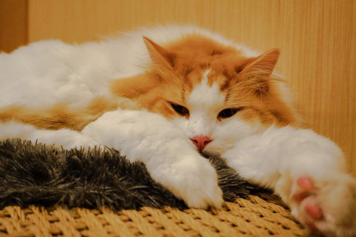 最近癒しが足りないあなた 猫が解決 福岡県の猫カフェスポット7選 Retrip リトリップ