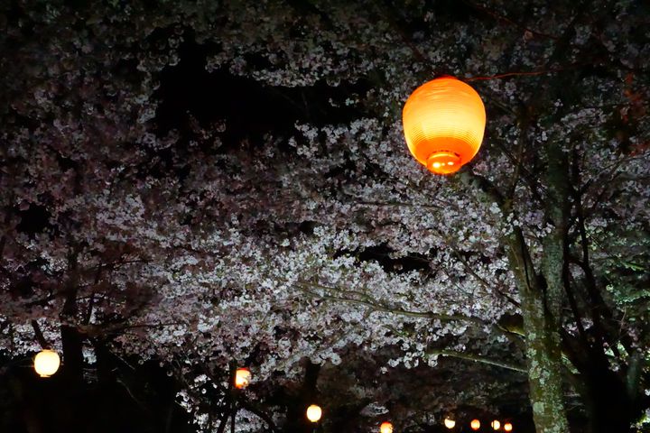 【終了】ライトアップも楽しめる。「栗林公園」のさくら情報をご紹介。