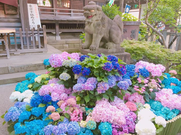 雨が降るから美しい 東京都内の 紫陽花が美しい スポット10選 Retrip リトリップ