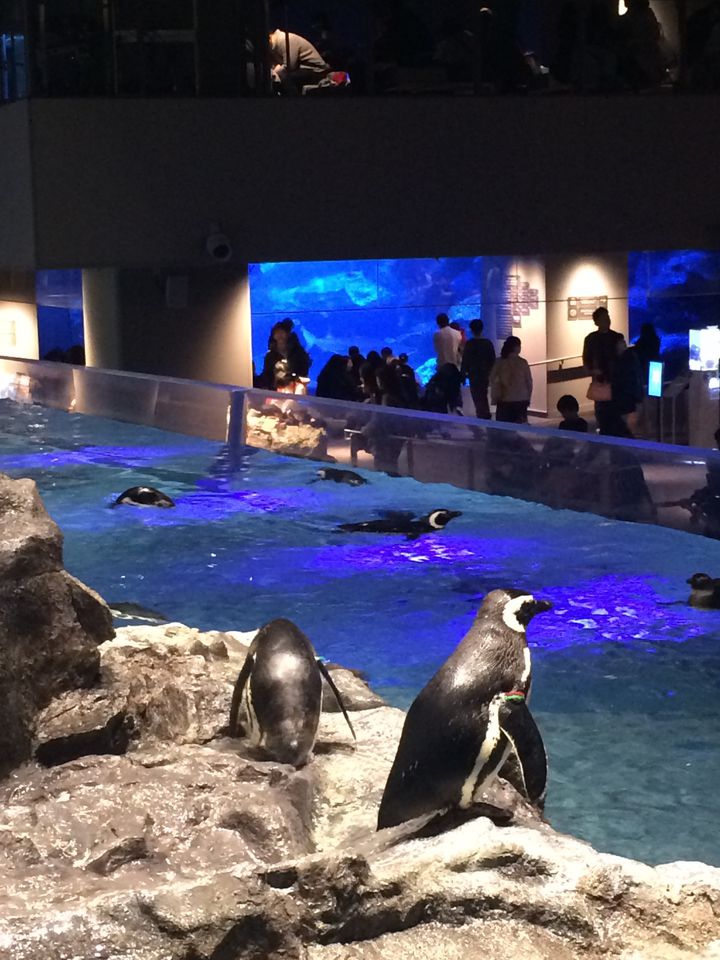 完全保存版 おすすめ12施設 東京都内の動物園 水族館まとめ Retrip リトリップ