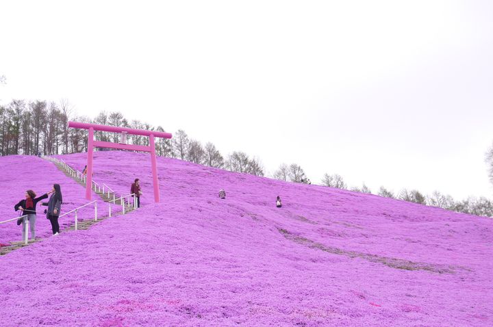 北海道の大地が恋をする！？「ひがしもこと芝桜公園」の芝桜まつりに行きたい！