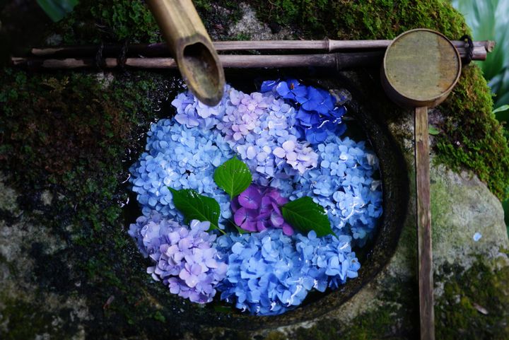 今どき神社の美スポット！関西地方の「花手水」がみられるスポットまとめ