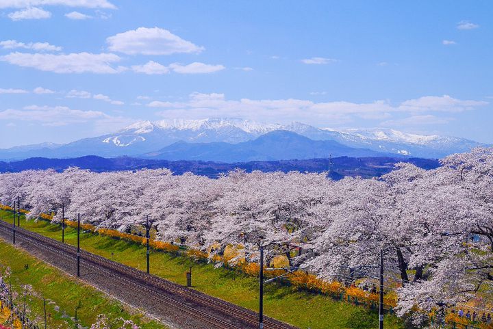 今！今しか見られない！日本国内のカメラを持って行きたい春の絶景8選