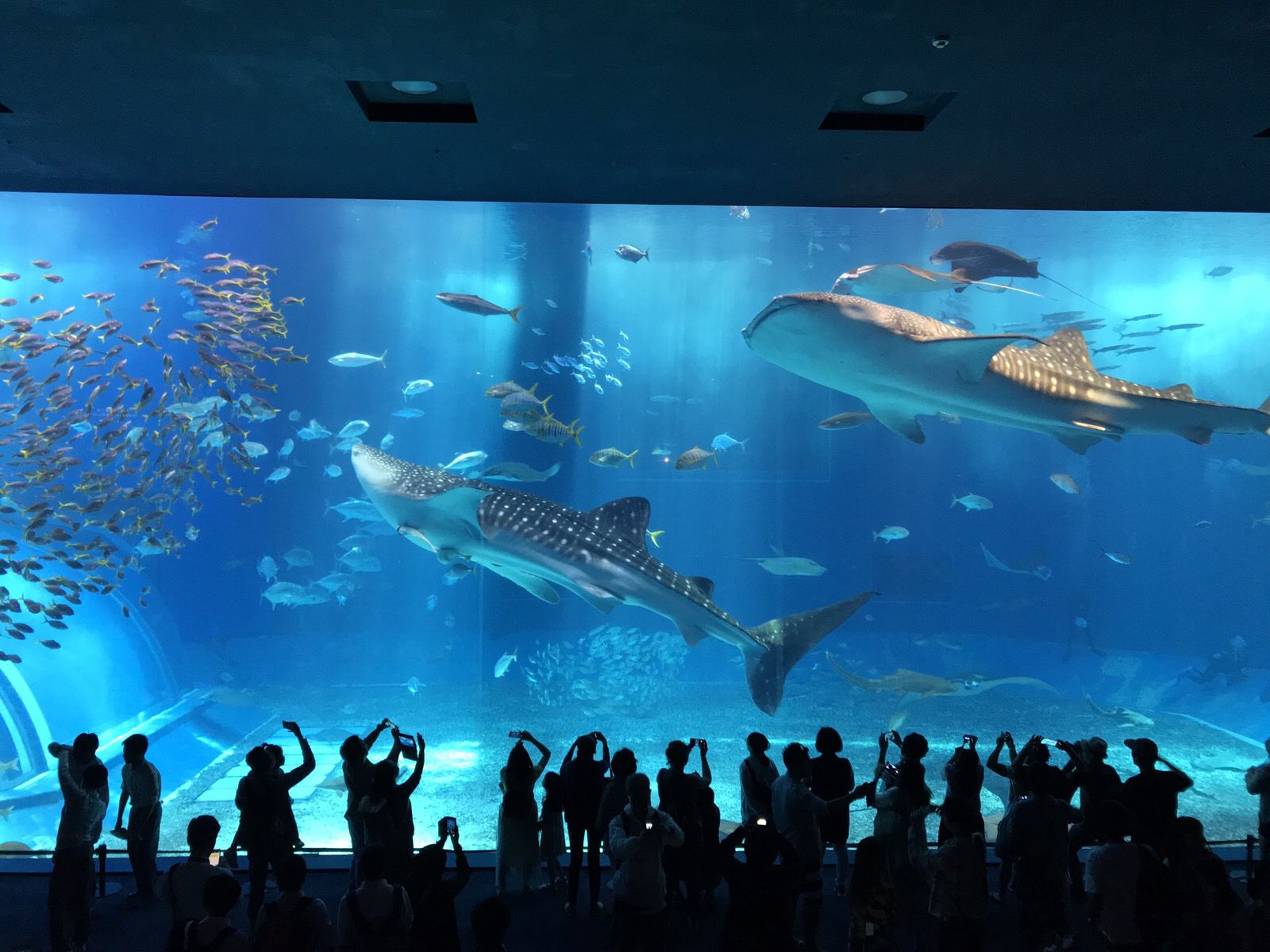 クチコミ 評判 沖縄美ら海水族館 Retrip リトリップ