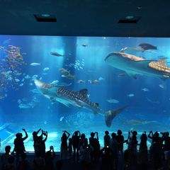 最新 日本の人気水族館ランキングtop30 Retrip リトリップ