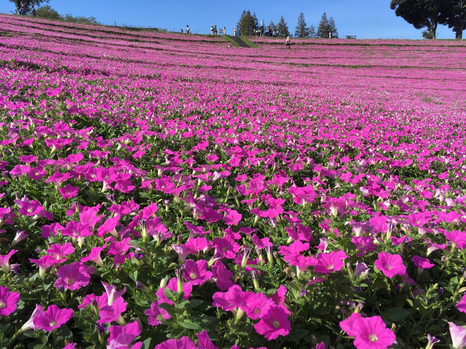 思わず息を飲むピンク色の絶景 マザー牧場で楽しめる 桃色吐息 の花畑とは Retrip リトリップ