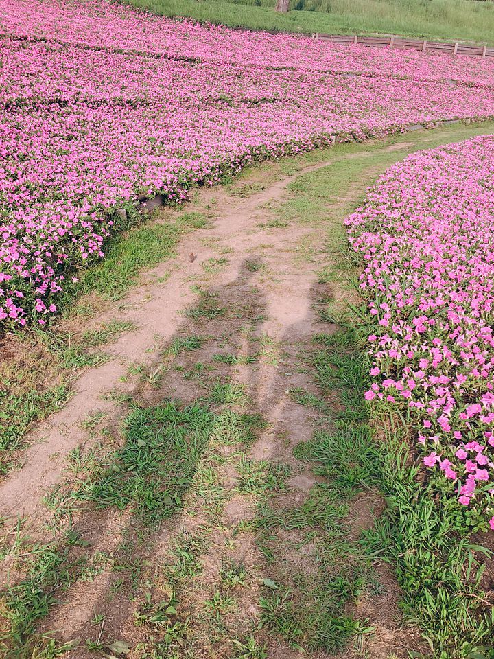 思わず息を飲むピンク色の絶景 マザー牧場で楽しめる 桃色吐息 の花畑とは Retrip リトリップ