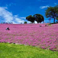 思わず息を飲むピンク色の絶景 マザー牧場で楽しめる 桃色吐息 の花畑とは Retrip リトリップ