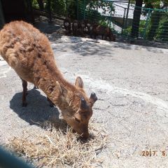 長野ならではの動物園 長野県にあるおすすめの動物園7選 Retrip リトリップ