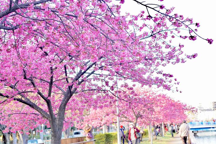 季節 春での、桜の木の下でお花見！ヘキサタープＬ アウトドア