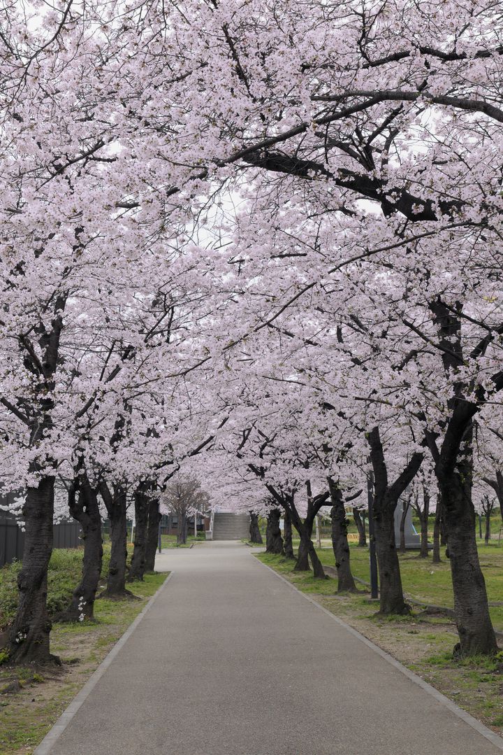 年 関西お花見スポット完全版 府県別 関西の桜名所 総まとめ30選 Retrip リトリップ