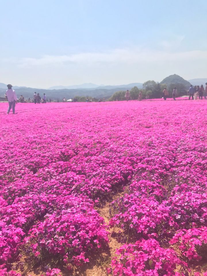 終了 国内最大規模のお花畑 広島県で 芝桜とネモフィラの丘 が開催 Retrip リトリップ